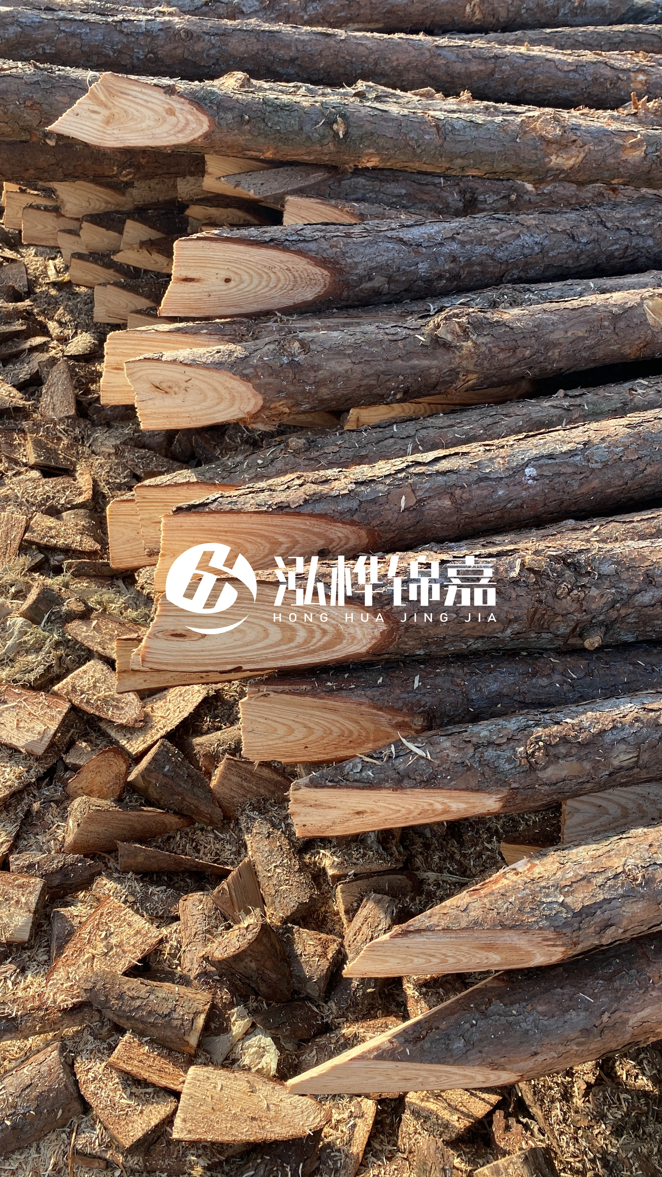 松木樁怎么分辨好壞？學(xué)會這幾招，輕松分辨松木樁好壞不踩雷！
